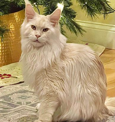 Huge Mainecoon cats 
Maine coon kittens available near me
Maine coon kittens USA
Big Maine coons 
NY