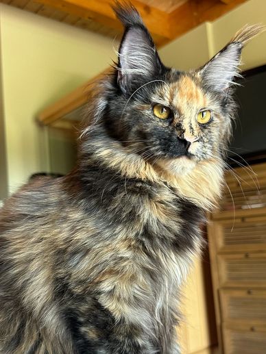 Black tortie Maine Coons are so beautiful with large ears and long legs. 