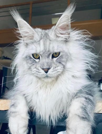     Midnight Sir Balmain, Feathercoons Maine Coon breeding male from France