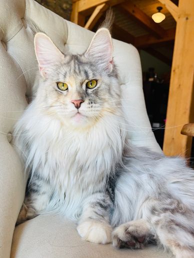 Maine coons with a wild look are the most popular. European cats in the US with strong body ears