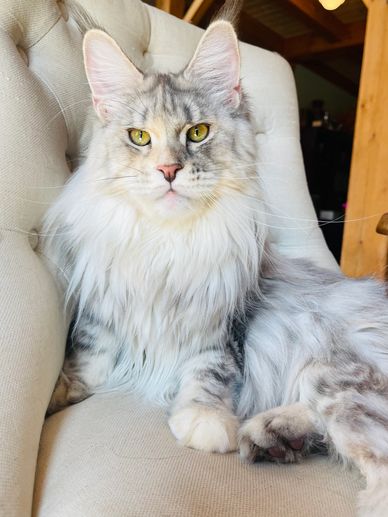 Wild looking cats 
Maine coon kittens for sale NY NJ CT MA DE VT ME NH
Huge Maine Coon 
Lynx tips 