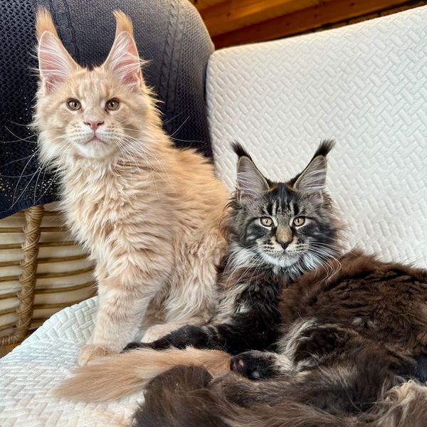 Maine coons ear tips
Maine Coon kittens for sale
Large Maine Coons USA
Maine Coons Upstate NY