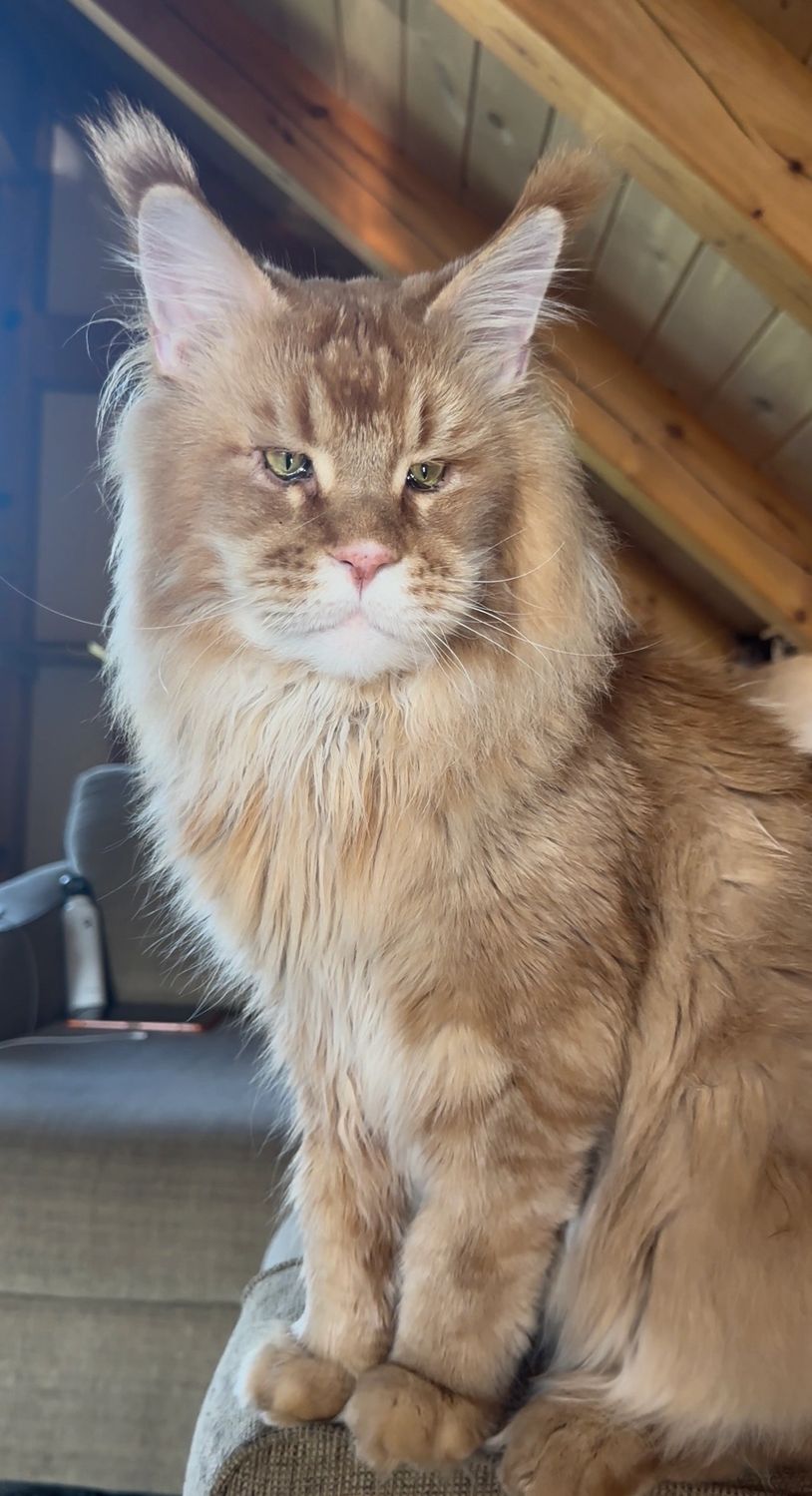 Gorgeous Retired Adult Maine Coon Available for sale in New York. Retired breeding cat Maine Coon ne
