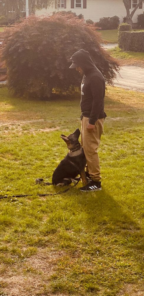 True companion cheap dog training