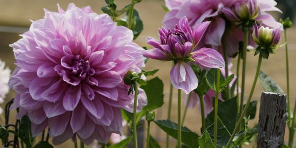 Close-up of large, blooming purple dahlias in a garden.