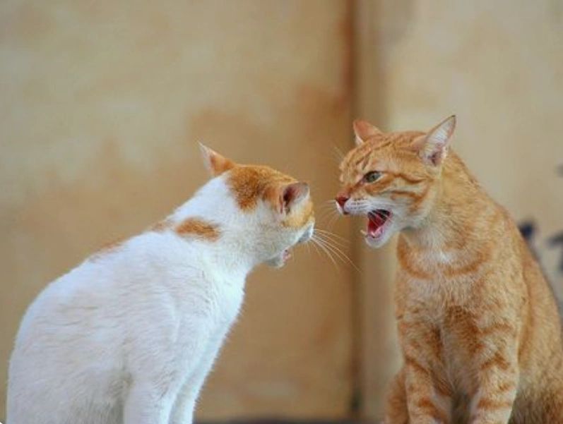 two aggressive cats defending their territory