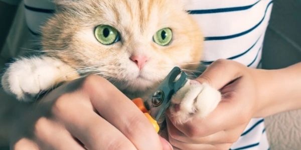 clipping claws can be a difficult task for the new cat owner and even the more experienced ones.