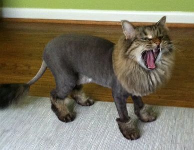 a lion cut