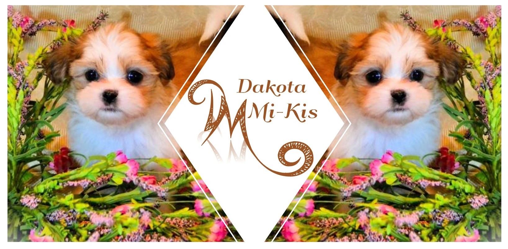 Smooth Coat Miki Dog Smooth Coat Mi Ki Puppies For Sale Outlet