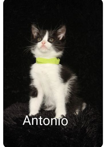 Black and white kitten named Antonio with a bright collar on a dark background.