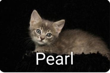 A gray kitten named Pearl lying on a black surface.