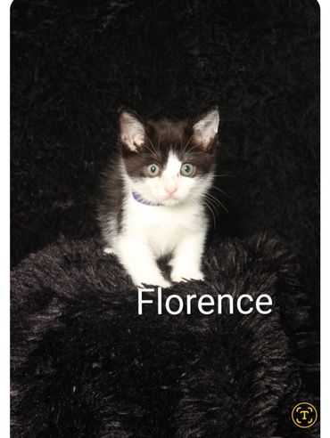 Black and white kitten named Florence sitting on a black furry blanket.