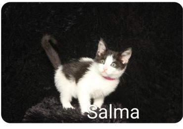 Black and white kitten named Salma on a dark background.