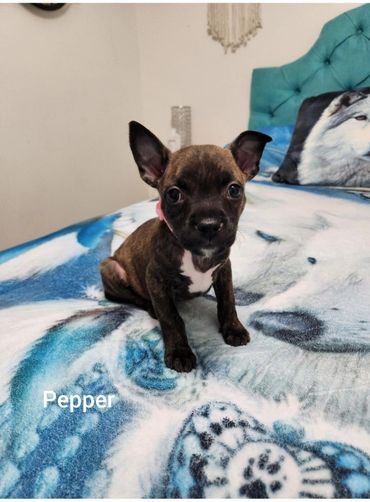 A small puppy named Pepper sitting on a wolf-themed blanket.