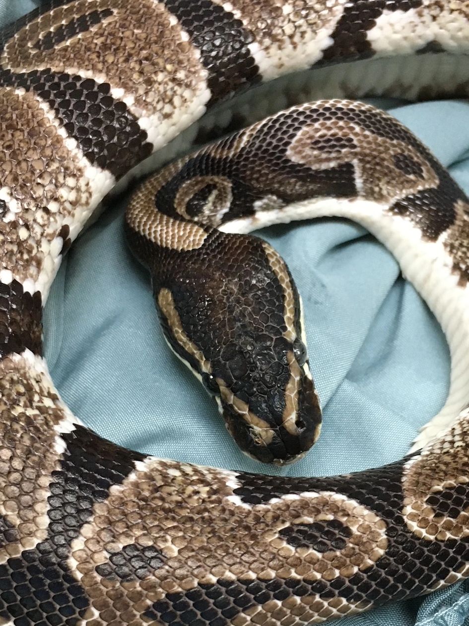 Learn More about Ball Python Snakes