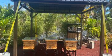 Three wooden beehives under a shaded structure in a lush garden.