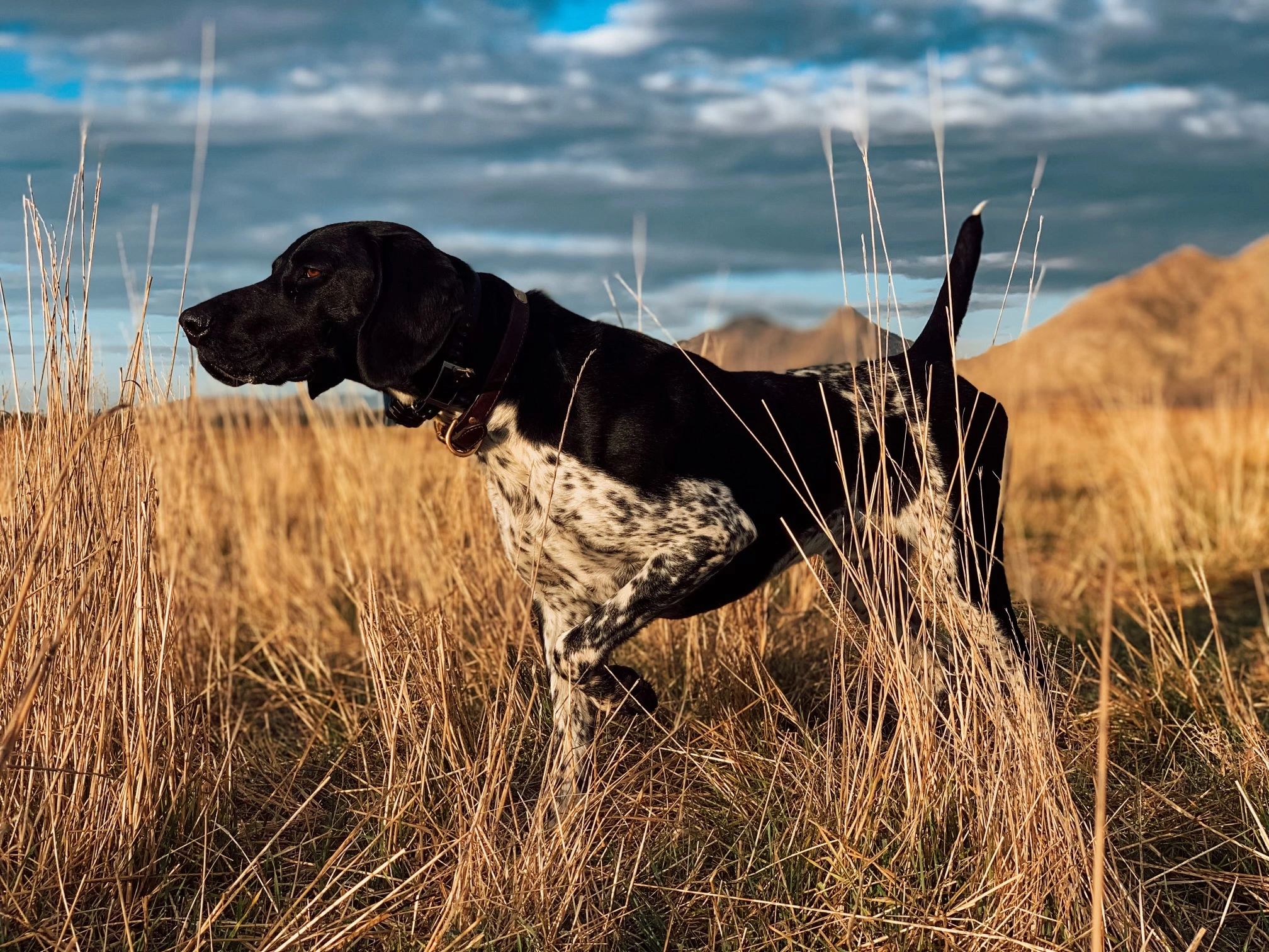 Bird Dog Beer Company