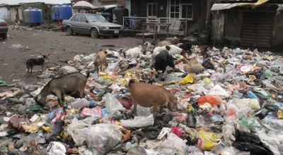 Goats scavenging through a large pile of garbage in an urban area.