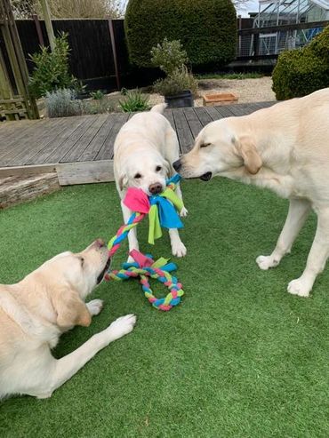 3 yellow Labrador x Golden Retrievers playing tug with a triple plait toy,