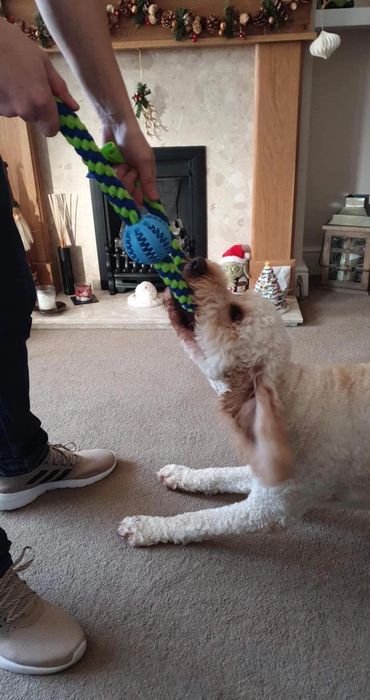 Goldendoodle playing tug with a treat ball tug and his owner.