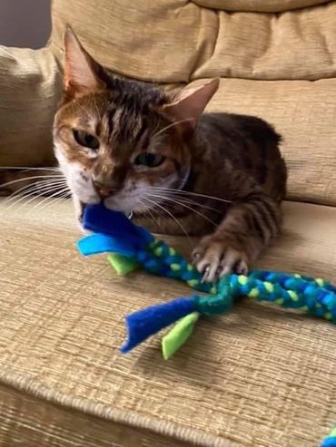 Bengal cat laying down her has grabbed onto the cat toy being dragged across in front of him.