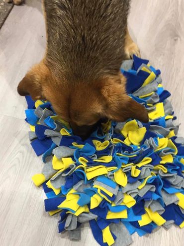 German Shepherd x leaning over a snuffle mat, sniffing out hidden treats.