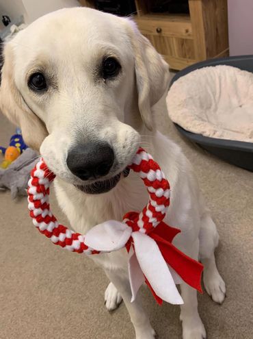 Yellow Labrador x sitting with a ring toy hanging from his mouth.
