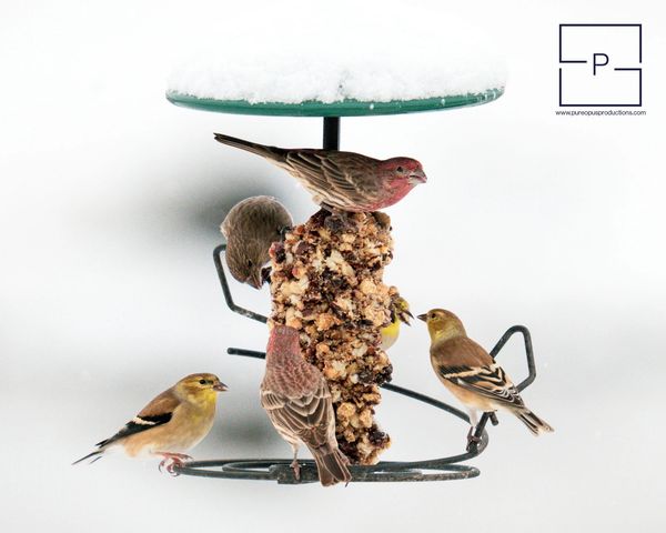 5 finches perched on a bird feeder eating a cylinder of seed in the snow.