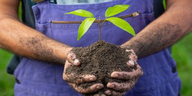Hands holding soil with a young green plant sprouting.