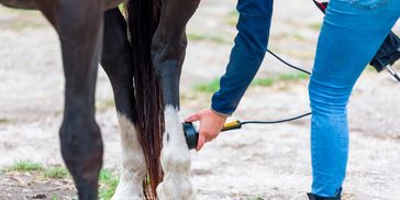 Cold laser for horses. Also known as Low-Level Laser (LLLT) and  Photobiomodulation (PBM) therapy.