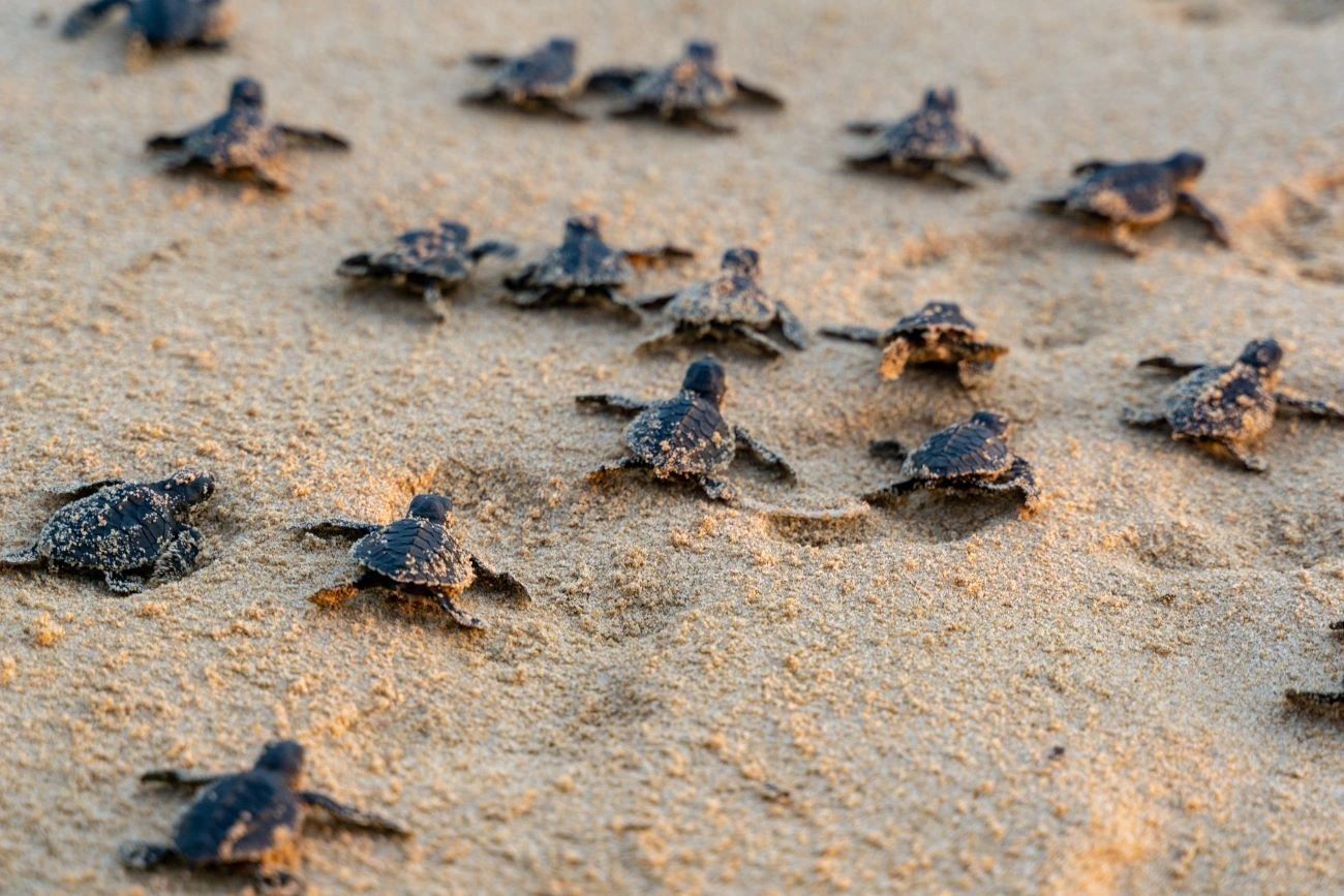 Baby sea turtles crawling on sandy beach.
