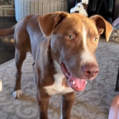 https://www.flyingbrescue.org/adopt
