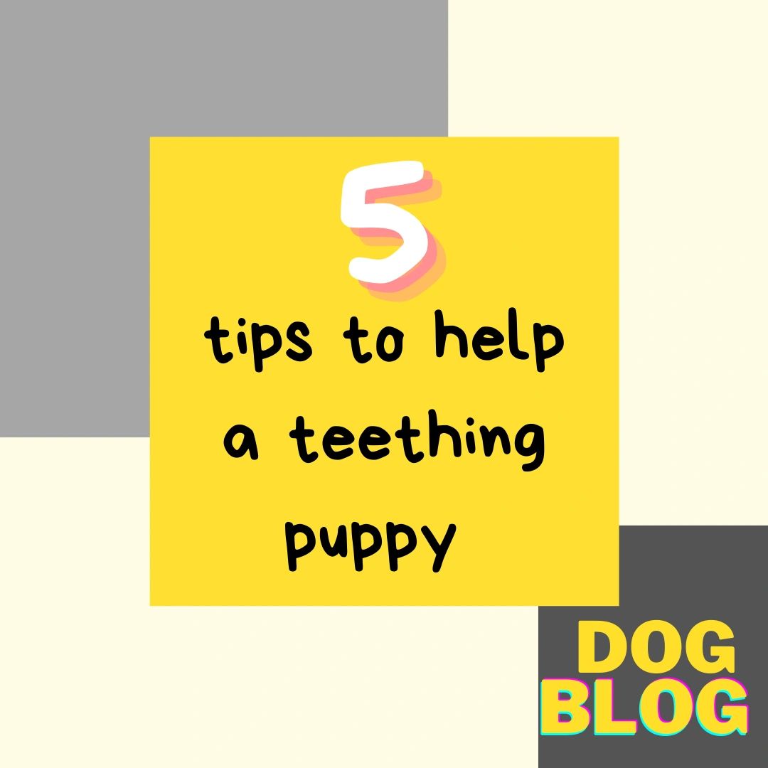 5 tips for a teething puppy
