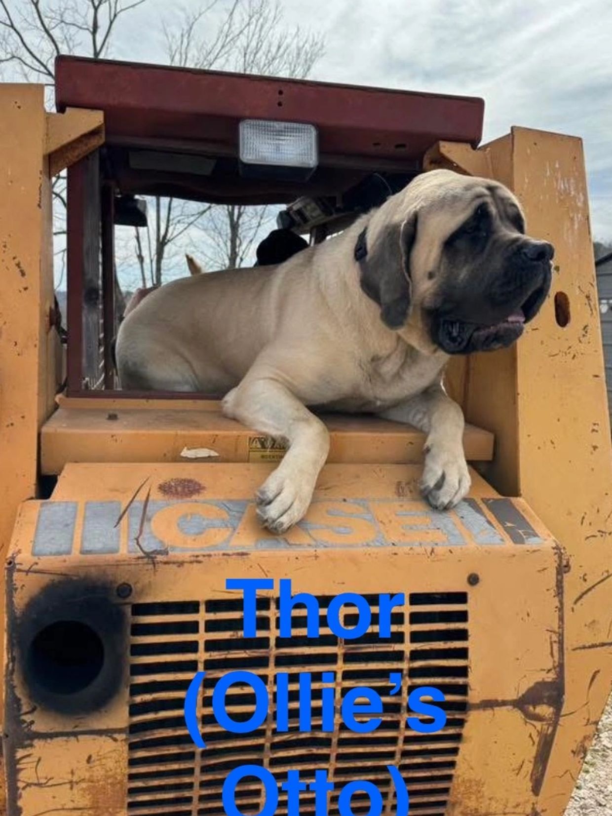 Big, big dog and his favorite toy- a excavator!