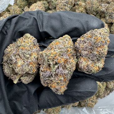 Close-up of dense, colorful cannabis buds held in a black-gloved hand.