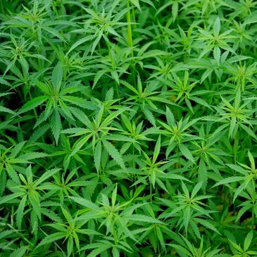 Dense cluster of vibrant green cannabis plants.