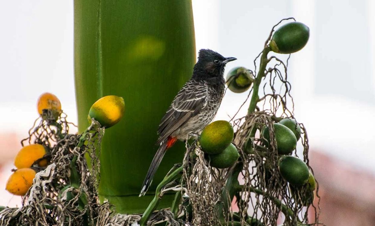 Bird sitting in a betel nut tree