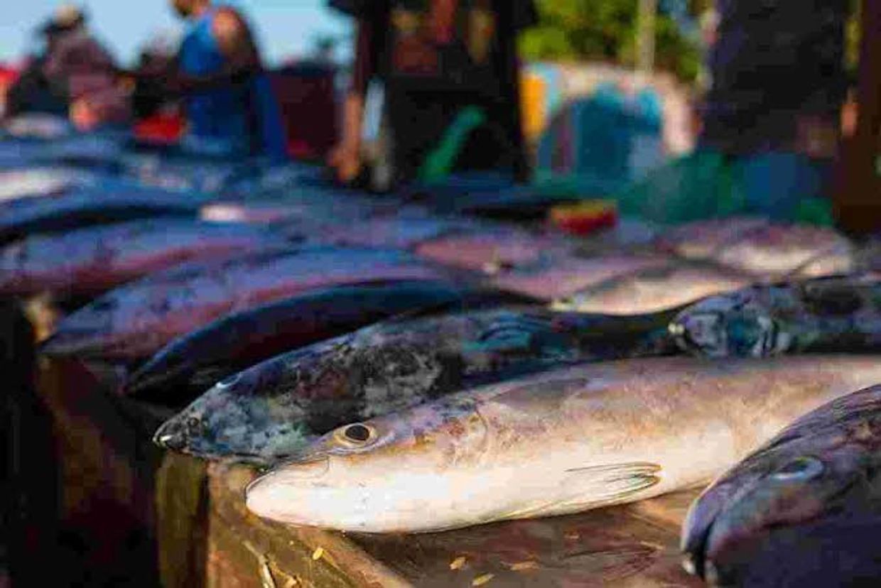 Fresh tropical reef fish at a market.