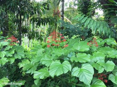 Invasive Pagoda Flower plant in Bougainville.