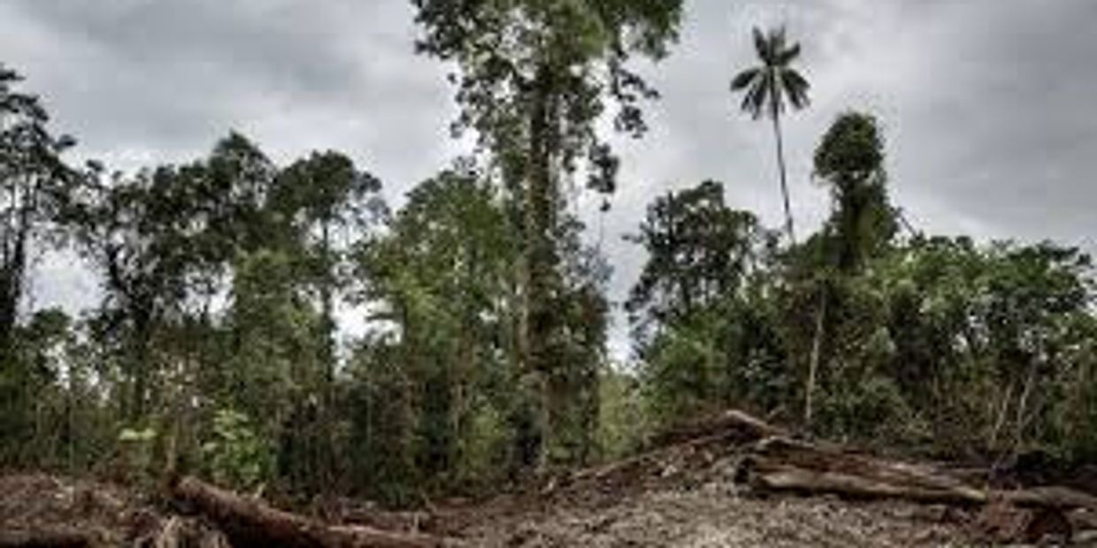 Deforestation in Solomon Islands - courtesty of globalwitness.org