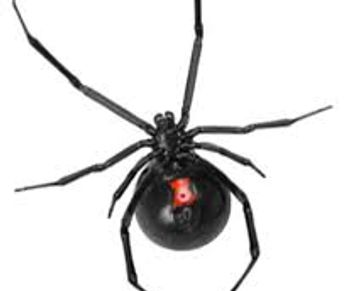 Black Widow Spider Bite  AAI Pest Control Company