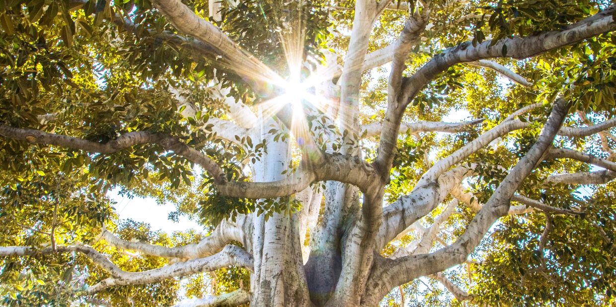 Tree with sunlight coming through to symbolise insight