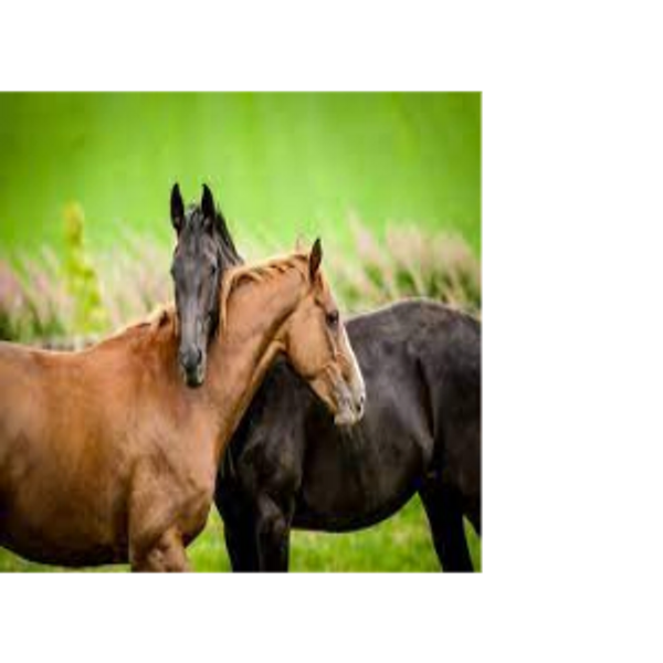 Horses hugging