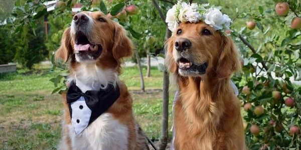 Two golden retrievers dressed as bride and groom in an orchard.