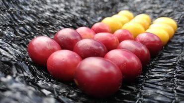 Cafés especiais maduros vermelhos e amarelos, em Conceição das Pedras, Minas Gerais