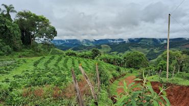 Cafezal especial cultivado na Mantiqueira de Minas e um casal de canarinhos apaixonados