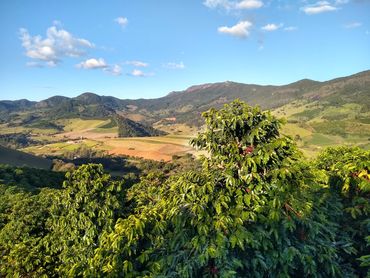 Cafezal especial, com visão para Serra da Pedra Branca, em Conceição das Pedras, MG