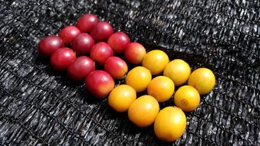 Cafés especiais maduros vermelhos e amarelos, em Conceição das Pedras, Minas Gerais