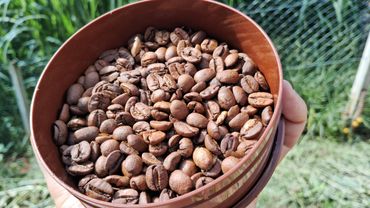 Cafés especiais torrados, armazenados em pote, em Conceição das Pedras, Minas Gerais