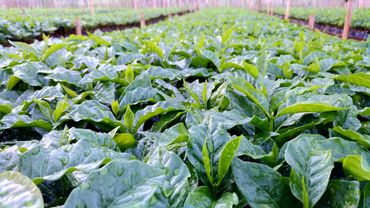 Canteiro de mudas de cafés especiais, em Conceição das Pedras, Minas Gerais